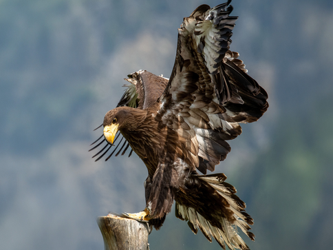 Fazinierende Greifvögel