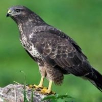 bussard